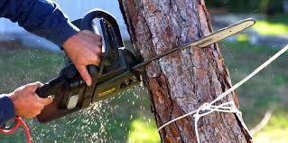 Best Tree and Shrub Care  in Macarthur, WV